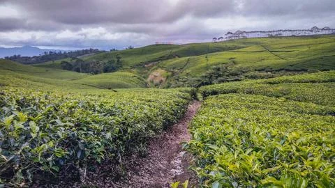 Tea garden Stockfoto's