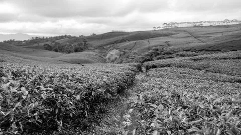 Tea garden Stock Photos