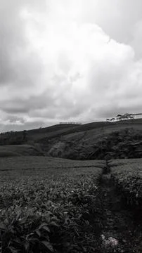 Tea garden Stock Photos