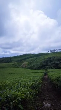 Tea garden Stock Photos