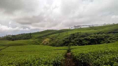 Tea garden 스톡 사진