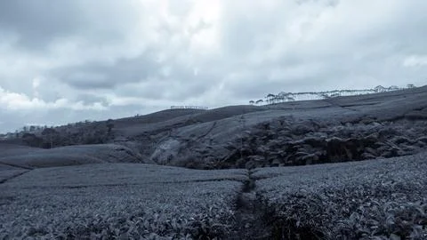 Tea garden 스톡 사진