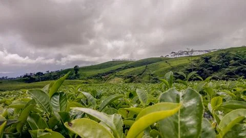 Tea garden 스톡 사진