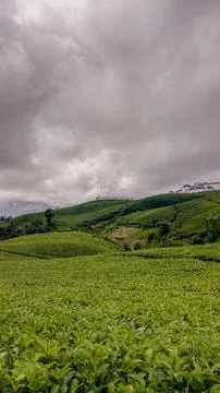 Tea garden 스톡 사진