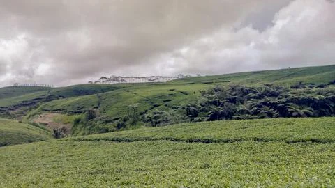 Tea garden Stock Photos