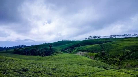 Tea garden Stock-Fotos