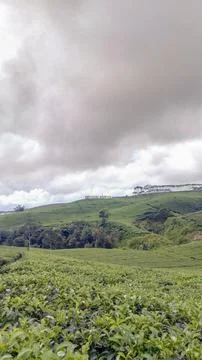 Tea garden Stock Photos