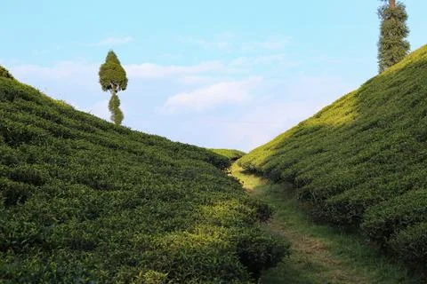 Tea Garden Stock Photos
