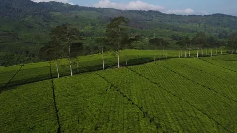 Tea Garden with Rows of Trees Video stock 244692093