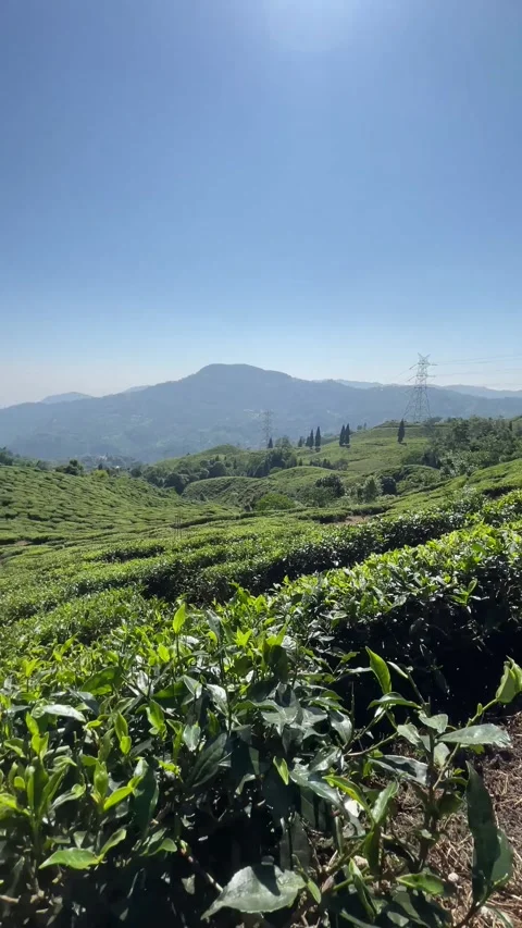 Tea garden with serenity Vidéo 253982129