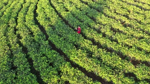 Tea garden in spring Stock Footage 280108354
