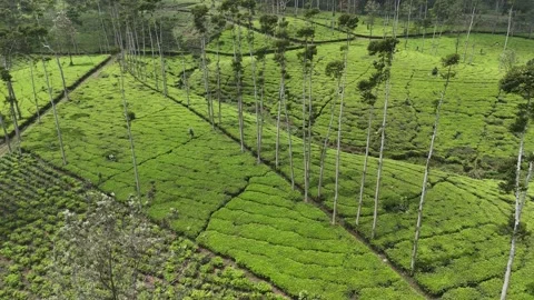Tea garden in spring Vídeo Stock 286911539