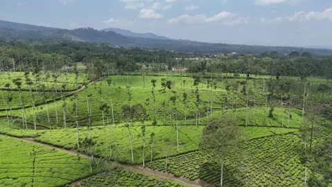 Tea garden in spring. Tea field in wonosobo Indonesia Stock-Footage 286909269