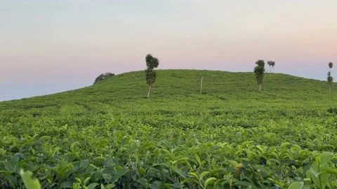 Tea garden in spring. Tea field in Kemuning Indonesia Stock Footage 296583781