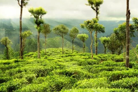 Tea garden with trees Stock Photos