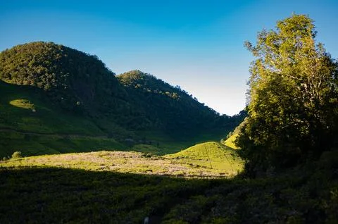 Tea garden valley framed by tree in Ciwidey, West Java, Indonesia Stock-Fotos