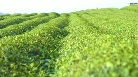 Tea garden view Stock Footage 170537755