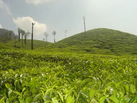 Tea Garden View Stock Photos