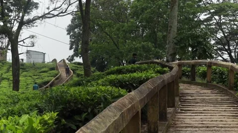 Tea garden visitors walking along an elevated pathway through lush plantation Vídeo Stock 337927033