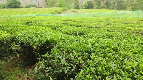 Tea garden on the way to Mukhteshwar Stock-Footage 191319066