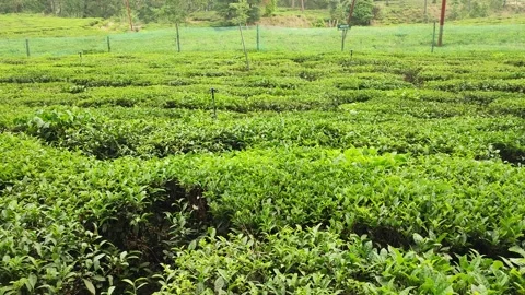 Tea garden on the way to Mukhteshwar Vídeo Stock 191319215