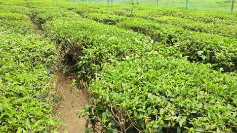 Tea garden on the way to Mukhteshwar Vídeo Stock 191321237