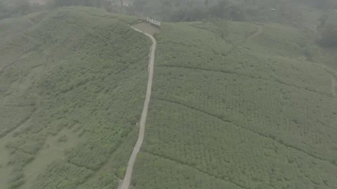 TEA GARDEN WEST JAVA Vídeos de archivo 204035743