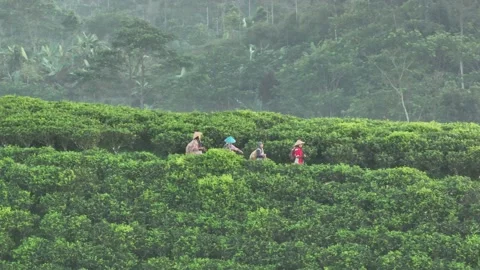 TEA GARDEN WEST JAVA Stock-Footage 204036603