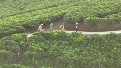 TEA GARDEN WEST JAVA Stock-Footage 204037425