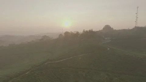 TEA GARDEN WEST JAVA Stock-Footage 204037426