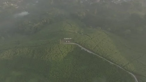 TEA GARDEN WEST JAVA Stock-Footage 204037804