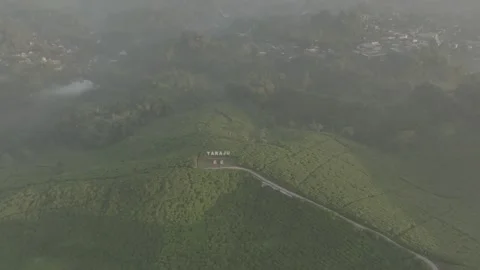 TEA GARDEN WEST JAVA Stock-Footage 204037873