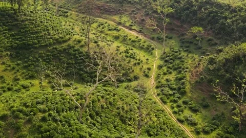 Tea garden, winding small path through rolling green hills and tea bushes in a Stock Footage 341484307