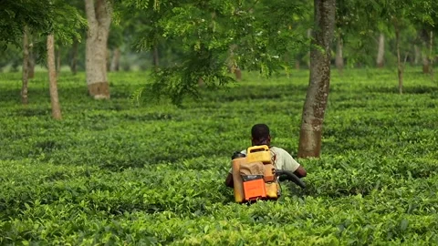 Tea Garden Worker Carrying Backpack Sprayer in Assam Tea Plantation 스톡 동영상 336531813