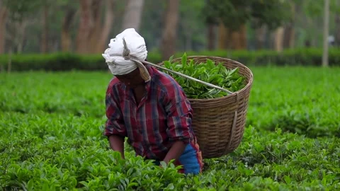 Tea Garden Worker Carrying Basket While Harvesting Tea Leaves Stock Footage 334774594