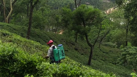 Tea garden worker carrying sprayer through lush plantation Vídeos de archivo 337926847