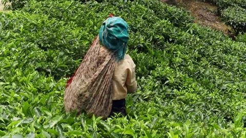 Tea garden worker collecting freshly harvested tea leaves 스톡 동영상 337928065