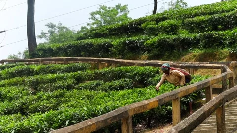 Tea garden worker harvesting fresh tea leaves on plantation Vídeo Stock 337928101