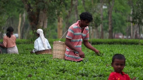 Tea Garden Worker Harvesting Tea Leaves in Plantation Field Video stock 334774592