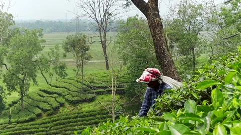 Tea garden worker harvesting tea leaves overlooking plantation Vídeos de archivo 337928094