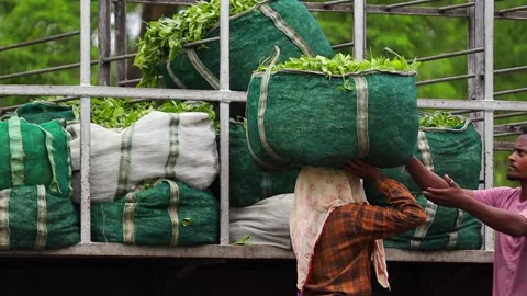 Tea Garden Worker Loading Fresh Tea Leaves Onto a Truck Stock Footage 341675131