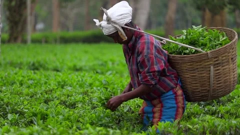 Tea Garden Worker Plucking Fresh Tea Leaves with Traditional Basket Video stock 334774580