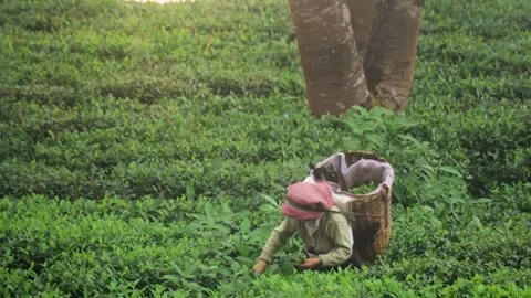 Tea garden worker plucking tea leaves by hand. Traditional method of harves.. Video stock 305531137