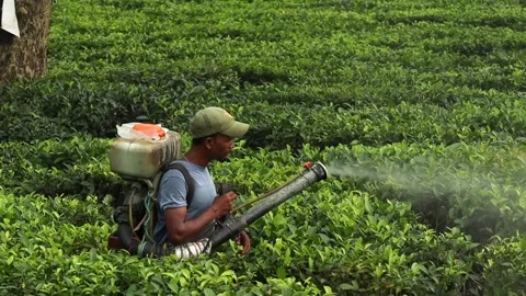 Tea Garden Worker Spraying Tea Plants in Dibrugarh, Assam Video stock 336531786
