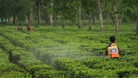 Tea Garden Worker Spraying Tea Plants in Assam Plantation Stock Footage 336531880