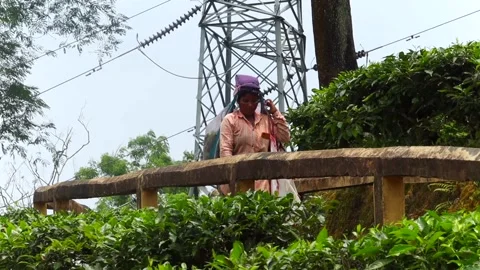 Tea garden worker walking along pathway above tea plantation Vídeo Stock 337928096
