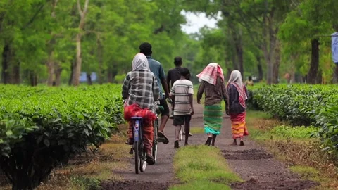Tea Garden Workers and Cyclists on a Plantation Path Stock Footage 341675162