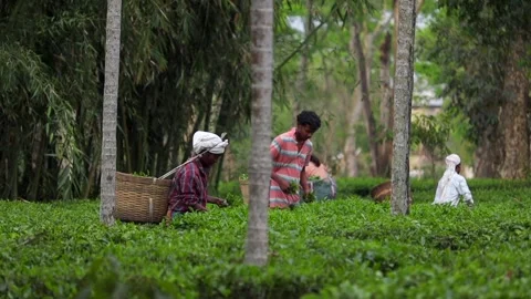 Tea Garden Workers Harvesting Fresh Tea Leaves in Plantation Video stock 334774606