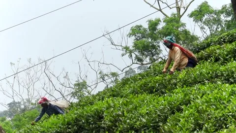 Tea garden workers harvesting fresh tea leaves on hillside plantation Stock Footage 337928113
