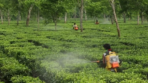 Tea Garden Workers Spraying Crops in a Tea Plantation, Assam Stock Footage 336531918